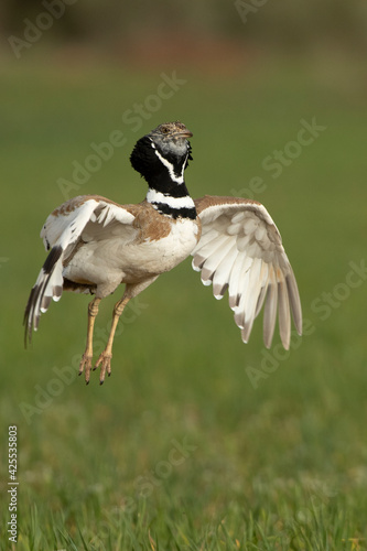 Male Little bustard in heat courtship in his breeding territory at first light of day