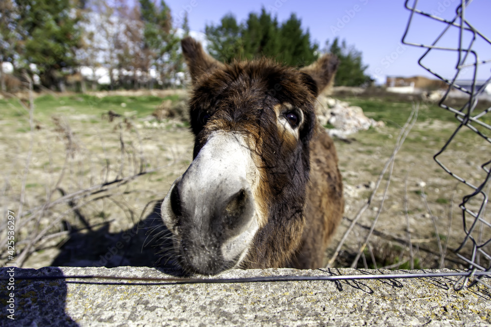 Donkey locked in fence Donkey locked in fence