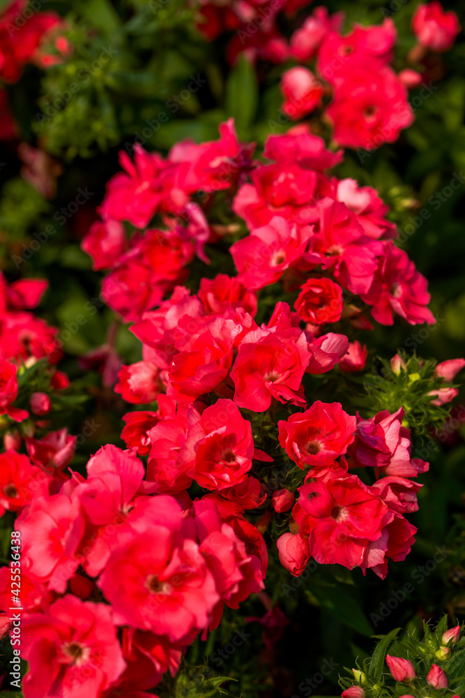 Close-up of a lush magenta kalanchoe flower