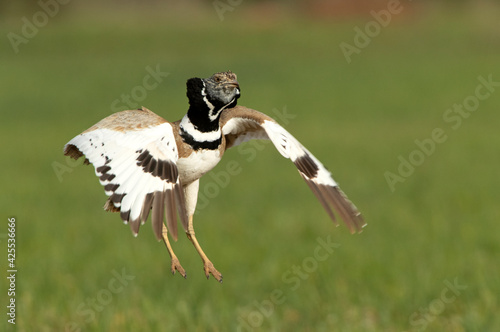 Male Little bustard jumping in his breeding territory to attract females in the mating season with the first light of day photo