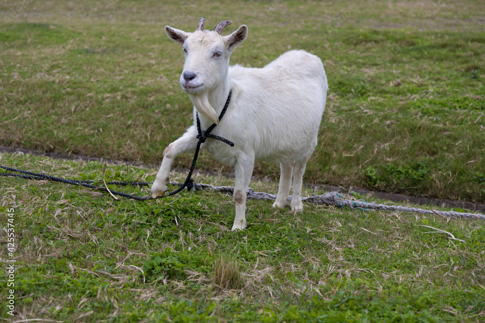 Obraz premium ヤギ