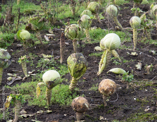 Billede på lærred Unharvested rotting cabbage field. Waste.