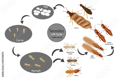 Termite Life Cycle and Reproduction, Caste, social organization