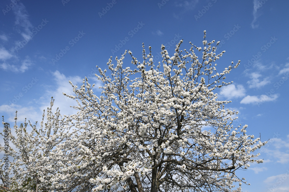 blooming cherry tree against blue sky blooming cherry tree against blue sky