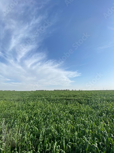 field of corn