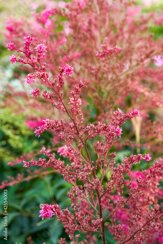 Close-up of lush red astilbe flowers in the garden, Astilbe chinensis (Maxim.) Franch. et Savat.