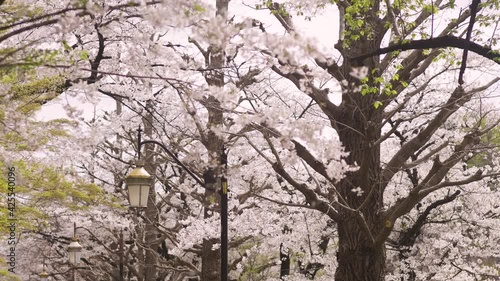 Wallpaper Mural 国立大学通りの桜並木　風で舞い散る桜の花 Torontodigital.ca