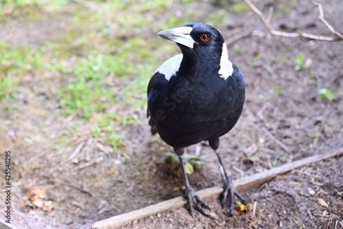 An Australian Magpie peers upwards while standing in a garden