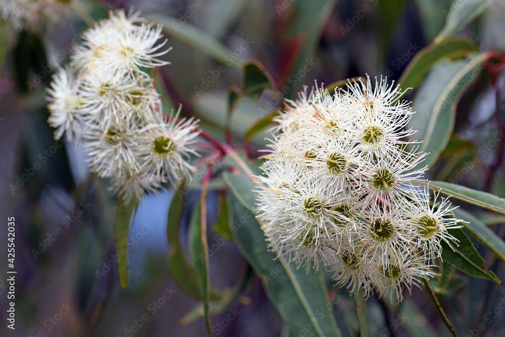 White blossoms of the Australian native Red Bloodwood, Corymbia gummifera, family Myrtaceae, in Sydney woodland, NSW. Previously known as Eucalyptus gummifera. Endemic to east coast of Australia. White blossoms of the Australian native Red Bloodwood, Corymbia gummifera, family Myrtaceae, in Sydney woodland, NSW. Previously known as Eucalyptus gummifera. Endemic to east coast of Australia.