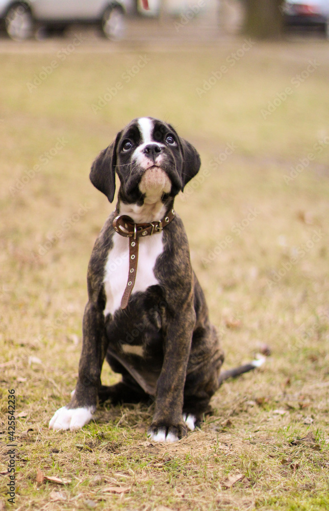 Beautiful undocked brindle boxer puppy is sitting outside