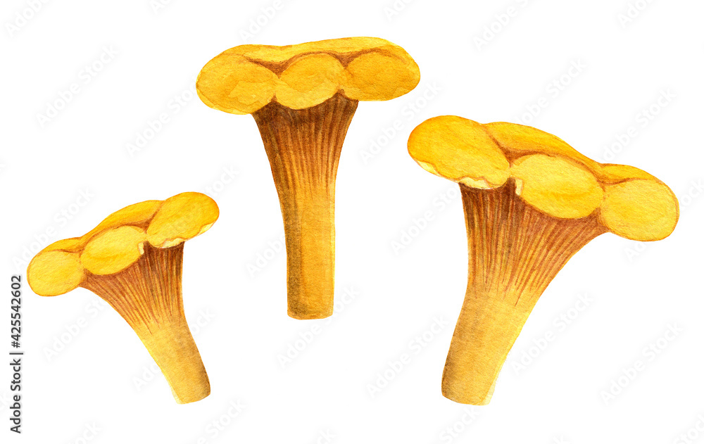 Chanterelle watercolor set. Three yellow girolles isolated on white background