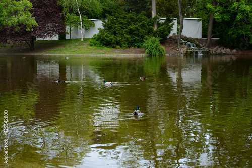 Vienna, Austria - July 25, 2019: Ducks in the pond in Stadtpark popular park in Vienna