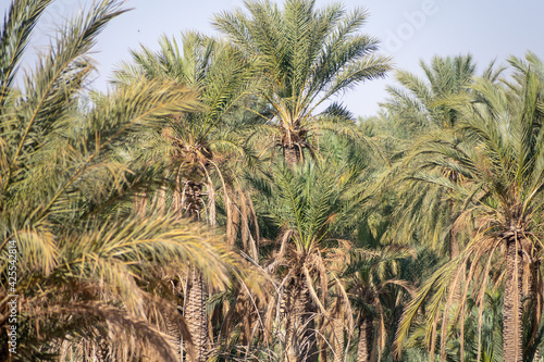 Scenic views of palm tree oasis  old building  mountains and sunsets  from El Gantera  Biskra