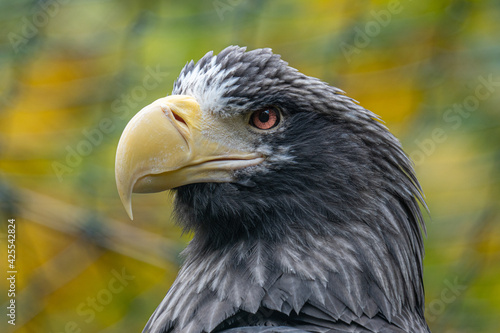 Seeadler Portrait 