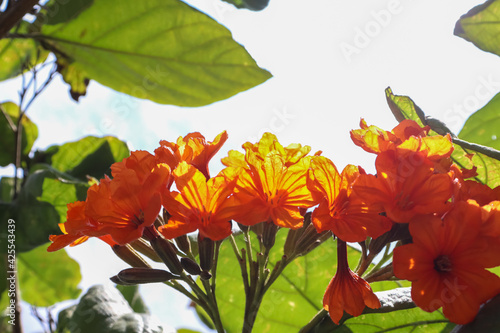 CORDIA SEBESTENA LINN photo