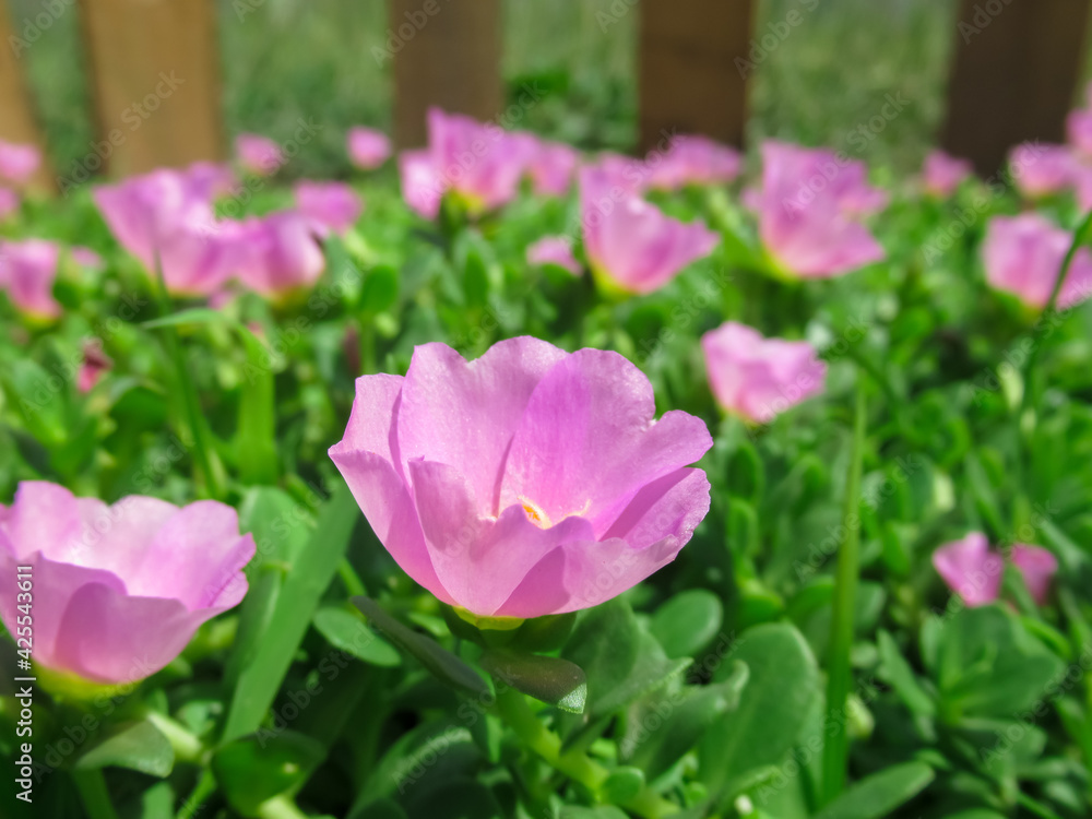 Fototapeta premium Portulaca oleracea flower