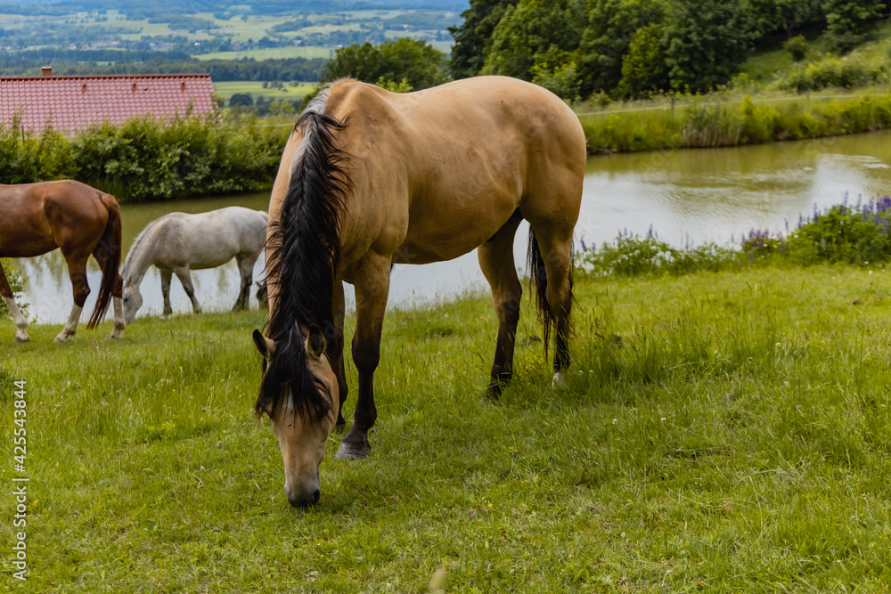 Big horse on horse farm next to small pond