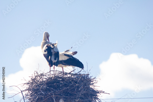 stork