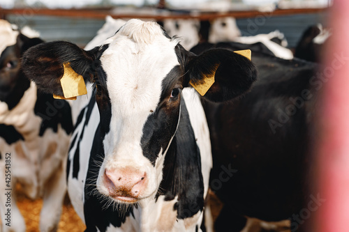 Black and white spotty cows on a farm