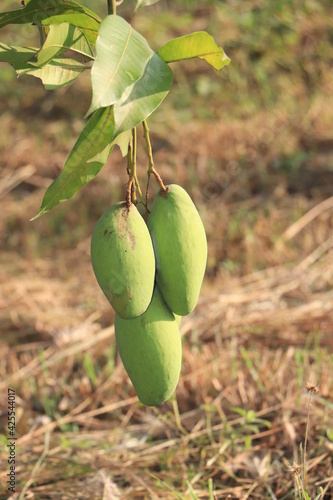 close up of mango fruit on a mango tree