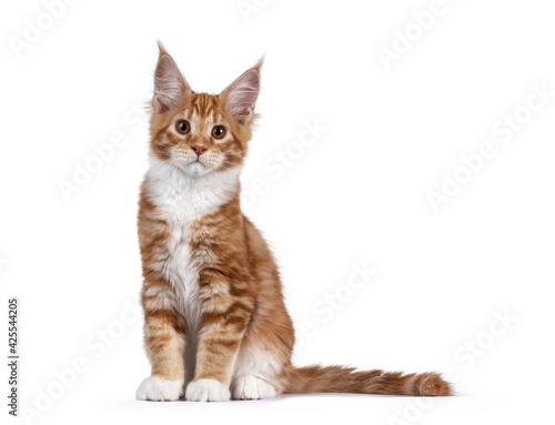 Cute red with white maine coon cat kitten, sitting up straight facing front. Looking towards camera. Isolated on white background. Tail beside body.