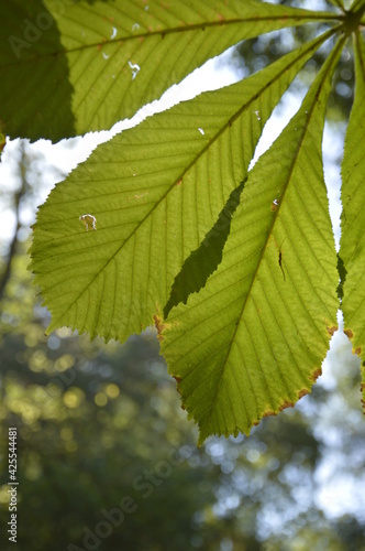 green leaves of a tree