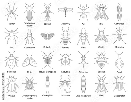 Beetle isolated outline set icon. Vector outline set icon insect . Vector illustration beetle on white background.