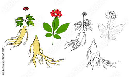 Drawing of leaves and root of ginseng. Ginseng root and berry vector drawing. A sketch of a medicinal plant. Linear graphic design. 
