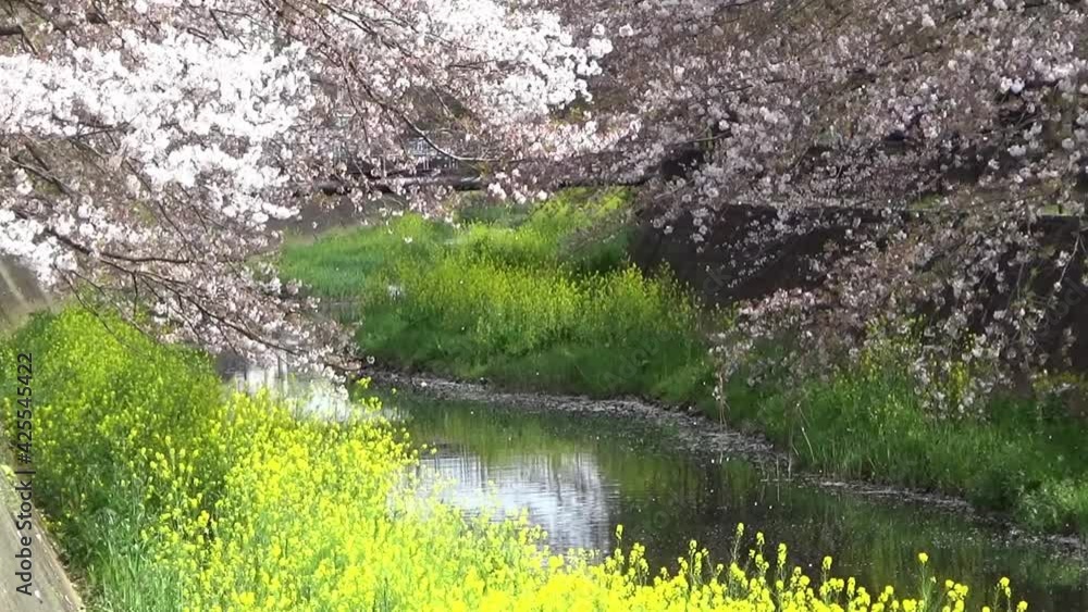 桜の花と菜の花が咲く春の川の風景。風に揺れる桜の枝と舞い落ちる花びら。桜の花吹雪。川面の花筏。 桜の花と菜の花が咲く春の川の風景。風に揺れる桜の枝と舞い落ちる花びら。桜の花吹雪。川面の花筏。
