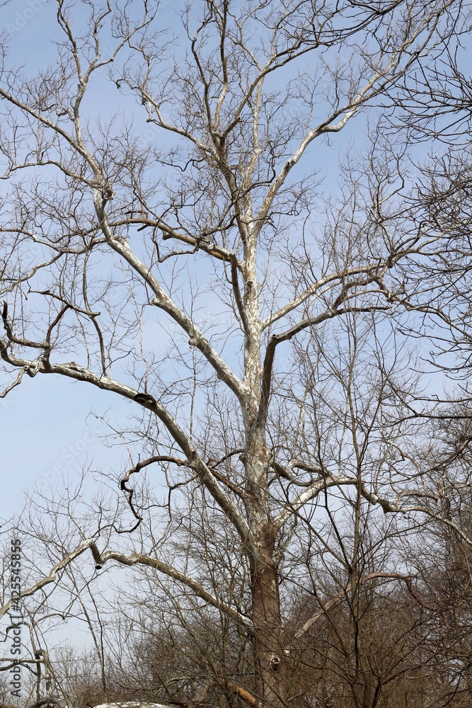 The tall bare tree in the forest. The tall bare tree in the forest.