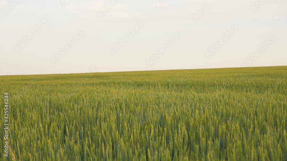 Green ears of wheat on a field against the sky. Concept of agribusiness ripening crop of wheat, agriculture. Beautiful wheat field. Big harvest of wheat in summer on the field, nature landscape