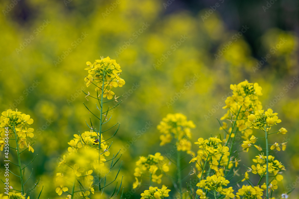 菜の花 菜の花