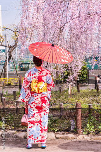 Woman holding a red wagasa umbrella wearing traditional Japanese kimono dress. Sakura and cherry blossom trees in full bloom. Beautiful pink, white and magenta flowers