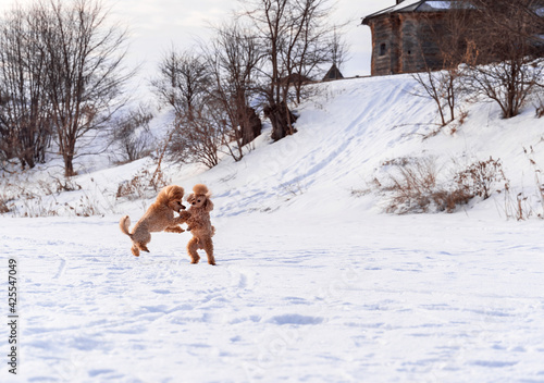 Fototapeta Naklejka Na Ścianę i Meble -  Cute small golden dogs playing in snow outdoors. Family dog lifestyle.