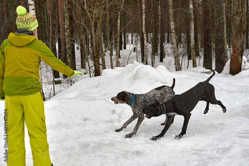A girl in a winter tracksuit dresses two hunting dogs in the woods