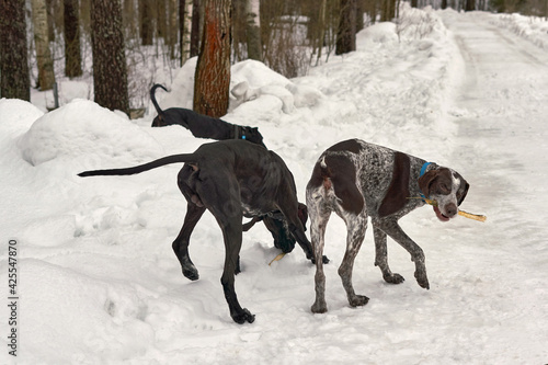 Hunting dogs walk along snowy forest road