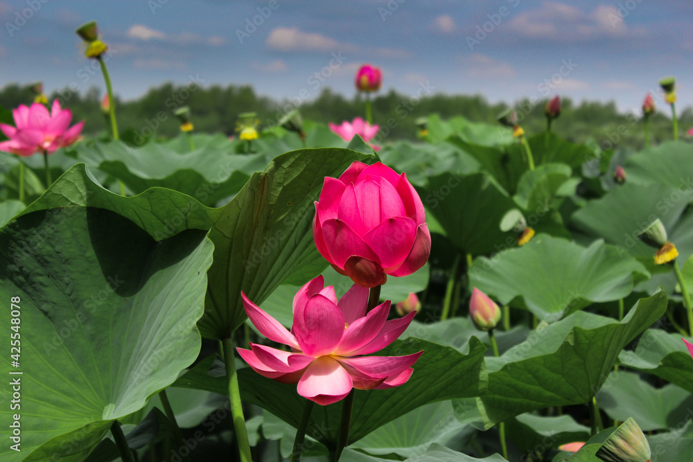 Pink lotus flower on green background in the park