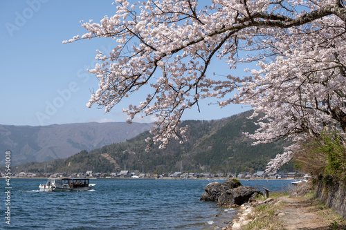 風景素材　晴れた日の海津大崎の美しい桜の花 photo