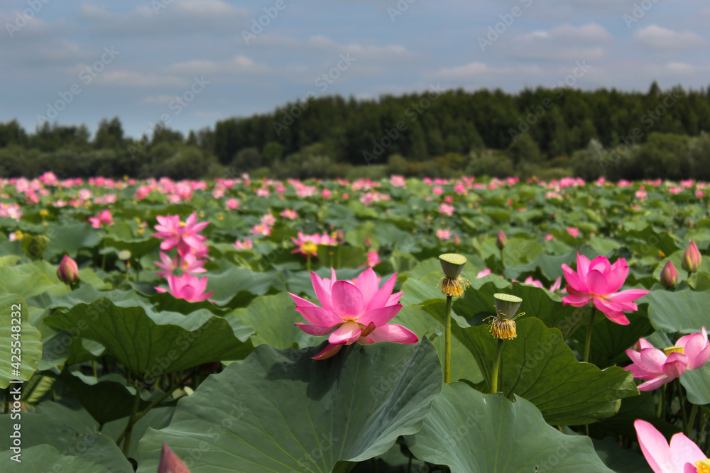 Pink lotus flower on green background in the park