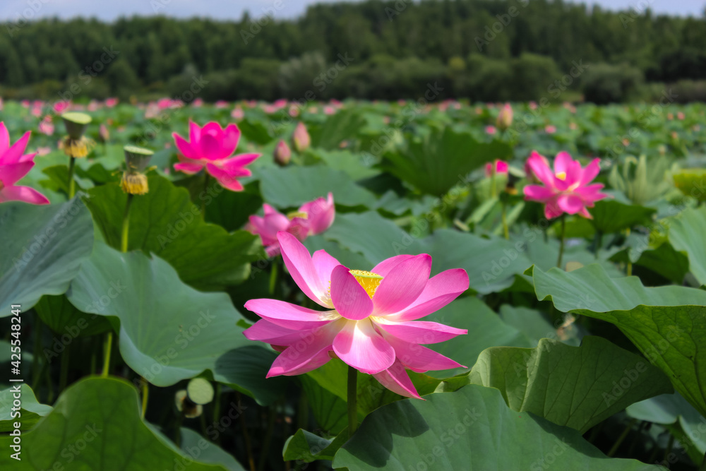 Pink lotus flower on green background in the park