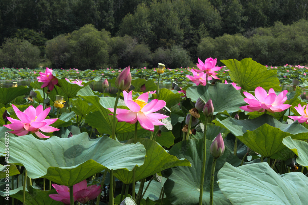 Pink lotus flower on green background in the park