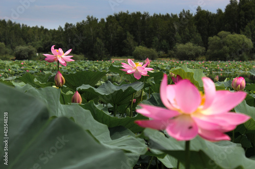 Pink lotus flower on green background in the park	