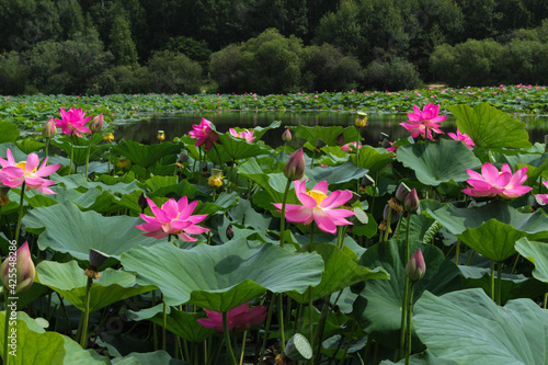 Pink lotus flower on green background in the park	