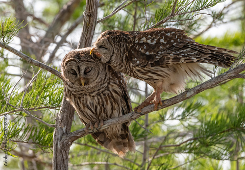 Canvas Print owl everglades florida