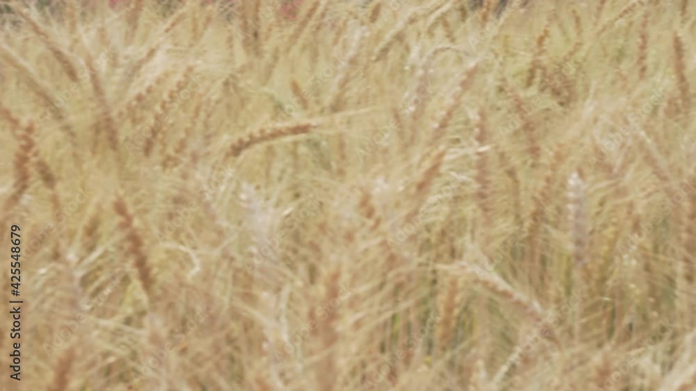 yellow wheat barley rice growing in paddy field in farmland yellow wheat barley rice growing in paddy field in farmland