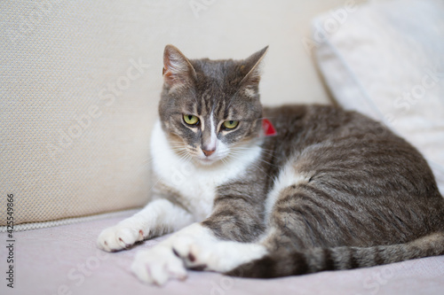 Sweet cat lies on sofa at home and looks into the camera © Danko