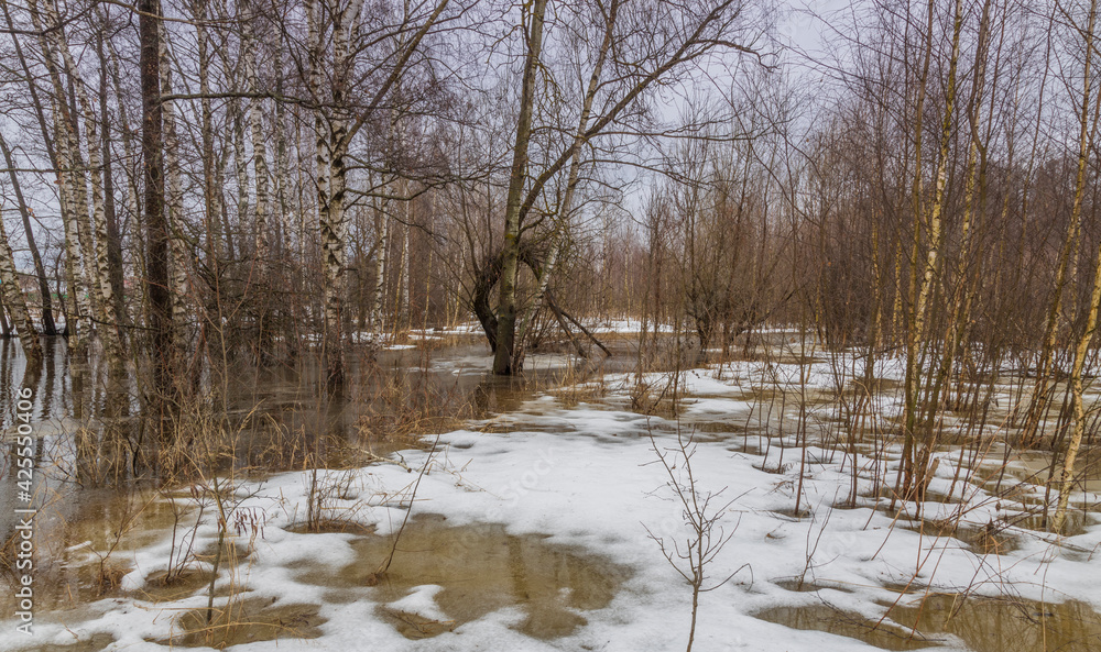 Early spring. The river is overflowing. Dry grass is visible from under the snow and water. Birches are in the water. April, snow melts, floods. Early spring. The river is overflowing. Dry grass is visible from under the snow and water. Birches are in the water. April, snow melts, floods.