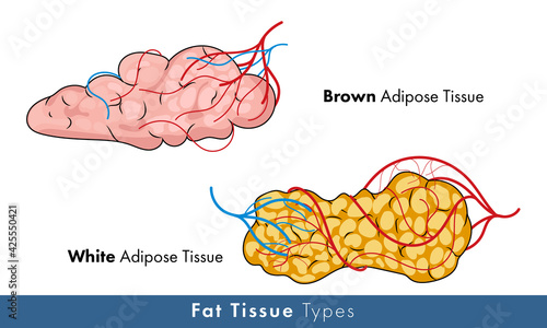 illustration of white and brown adipose tissue with blood vessels and nerves. 