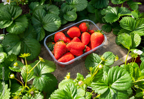 New harvest of ripe red sweet strawberry on farmer fiels and green leaves of strawberry plants