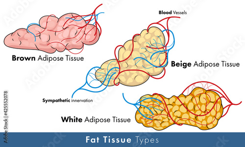 Illustration of types of human adipose tissue of fat tissue: white brown and beige types. photo